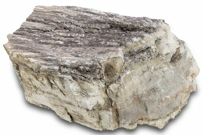 Petrified Wood Section with Sparkling Quartz - Arizona #305444